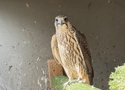 Gyr/sakers 7/8 this year’s