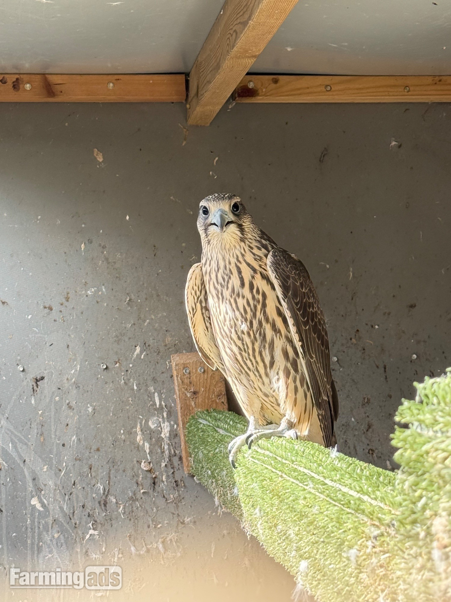 Gyr/sakers 7/8 this year’s