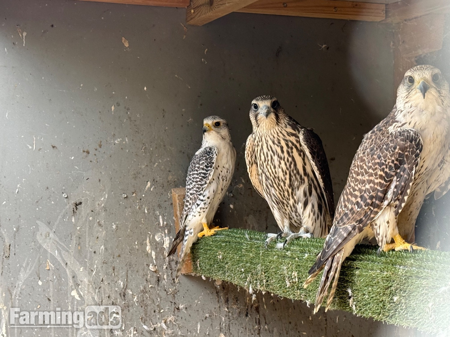 Gyr/sakers 7/8 this year’s