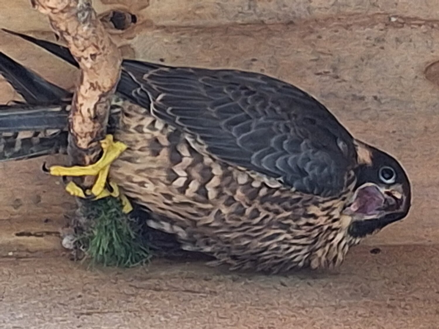  Selling up all birds