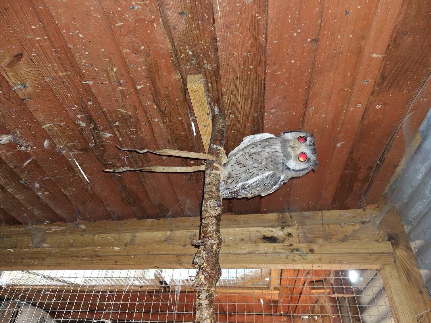 Selling up all birds - {CATEGORY}