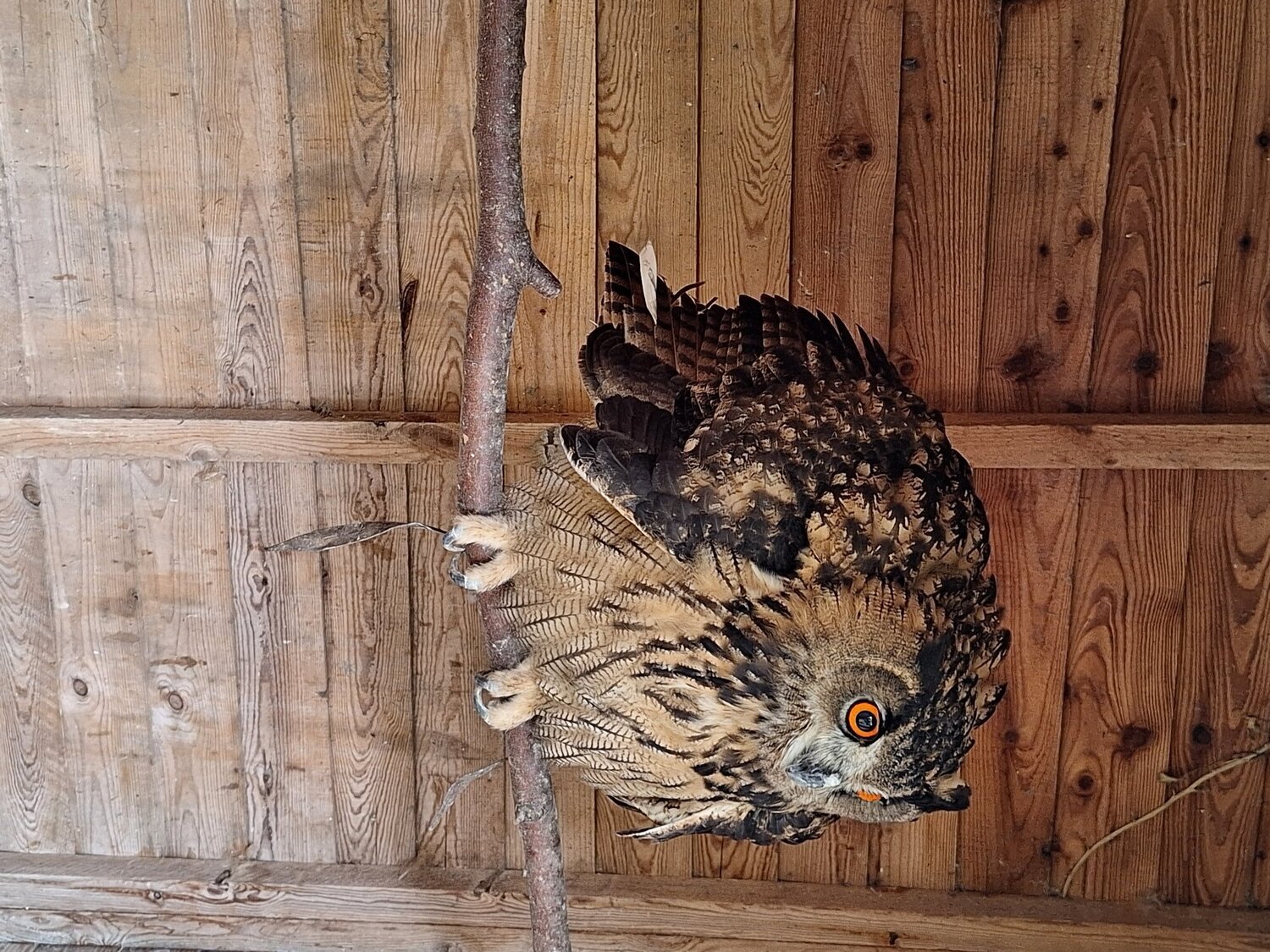 Selling up all birds - {CATEGORY}