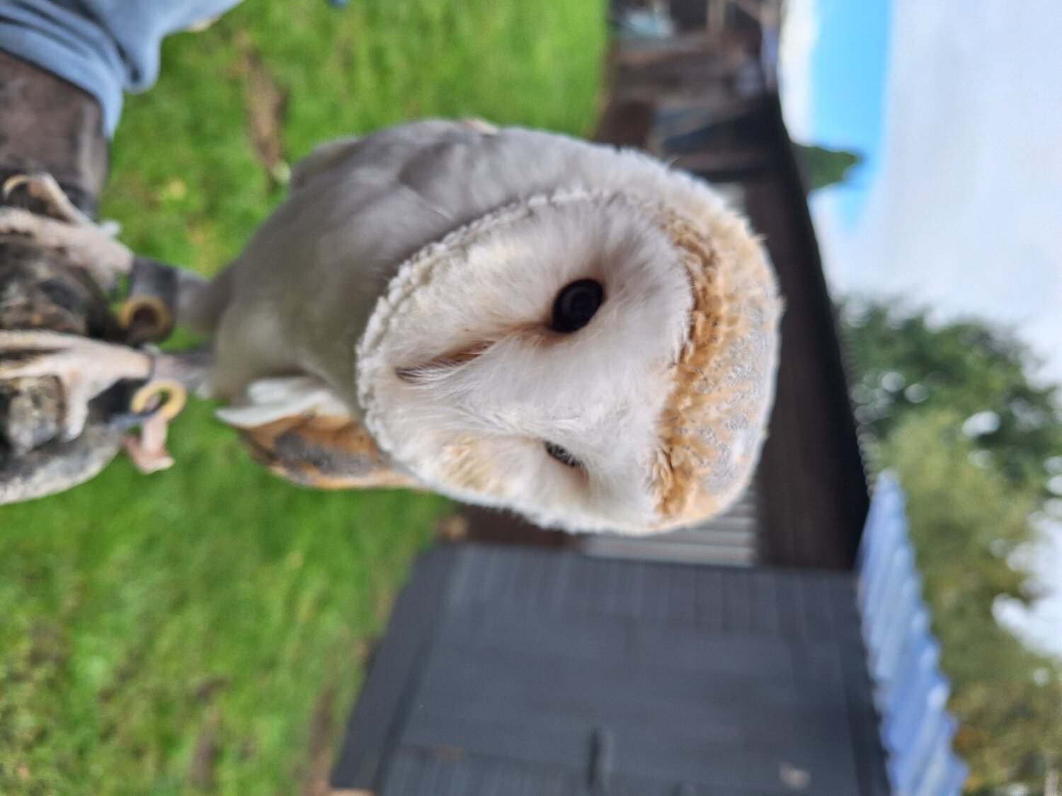 {CATEGORY} - Selling up all birds