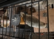 Kakarikis babies  beautiful parents can be seen.