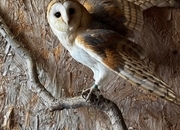 Barn owl parent reared