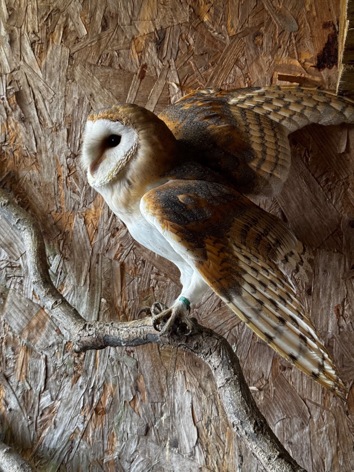 Barn owl parent reared