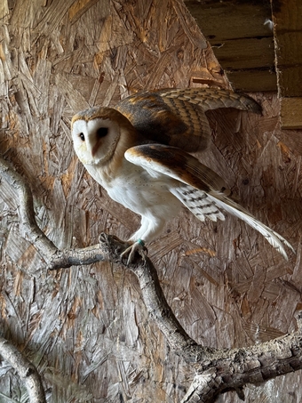 Barn owl parent reared