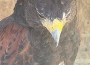 Female Harris Hawk for sale