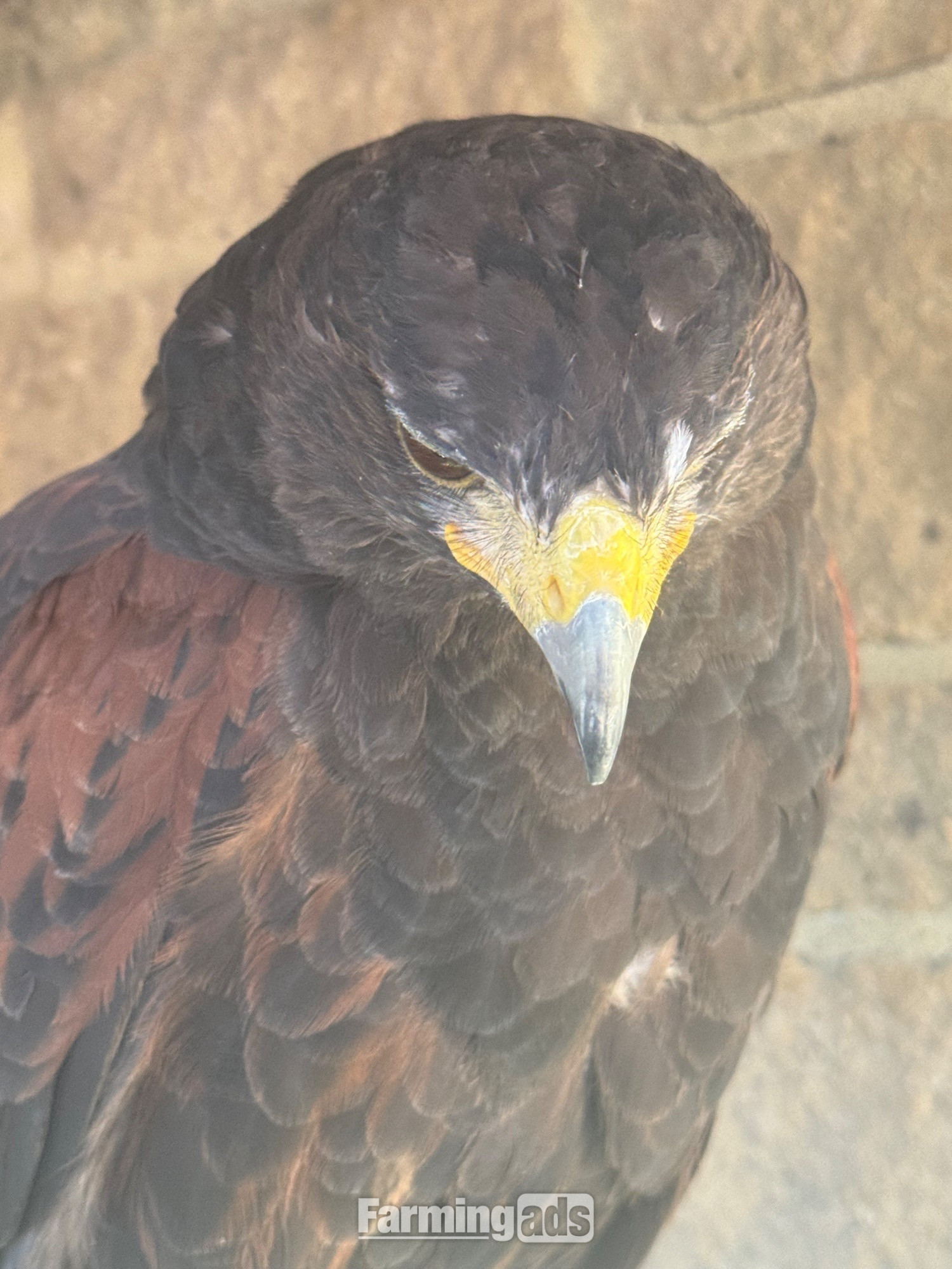 Female Harris Hawk for sale