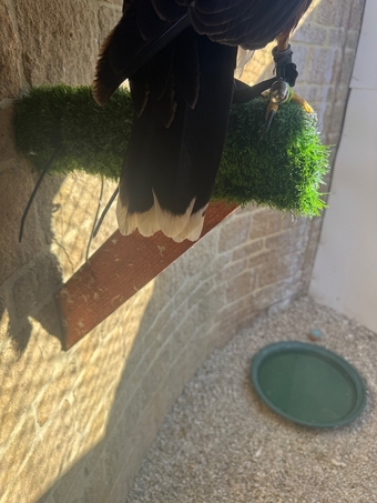 Female Harris Hawk for sale