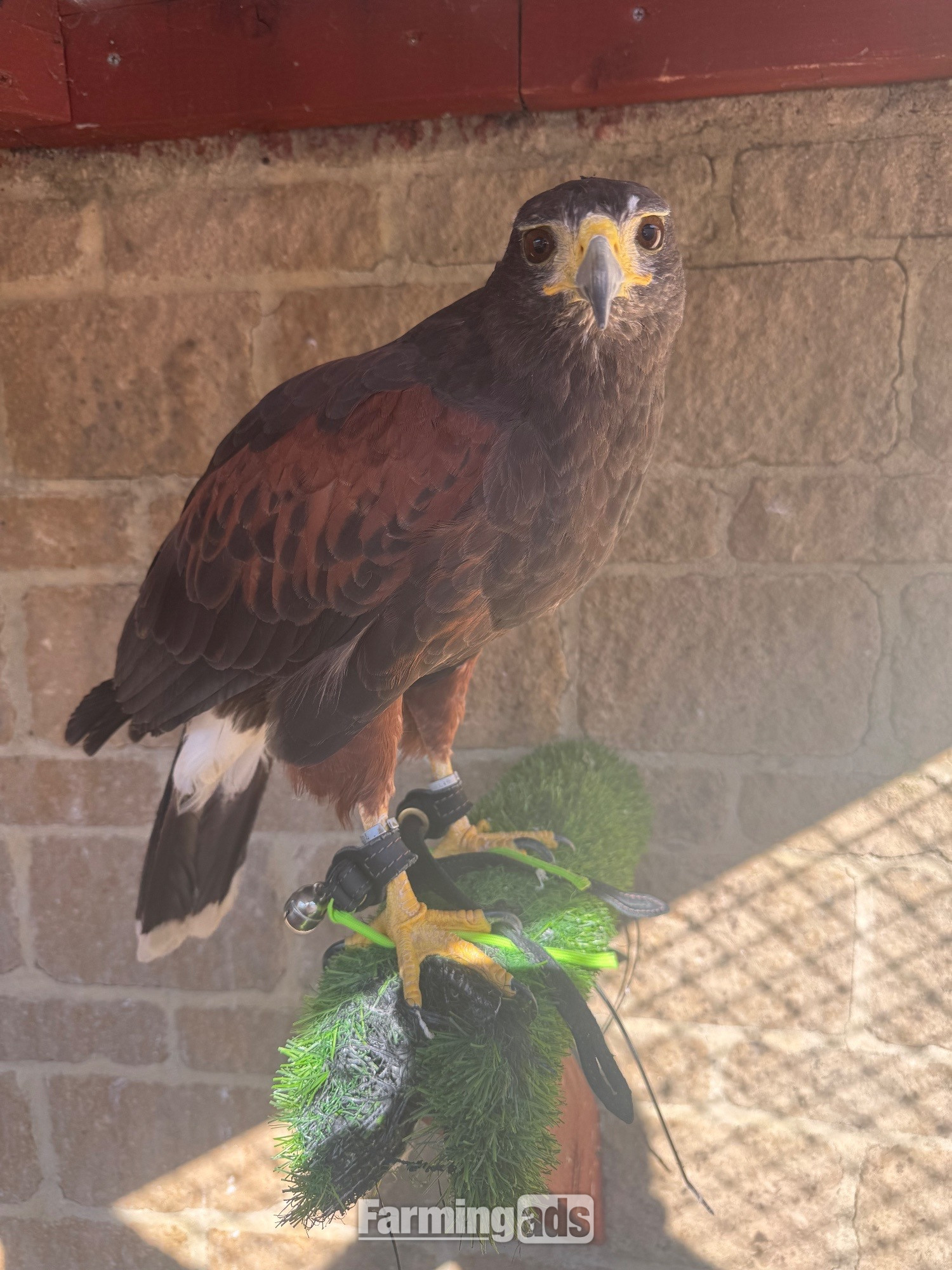 Female Harris Hawk for sale