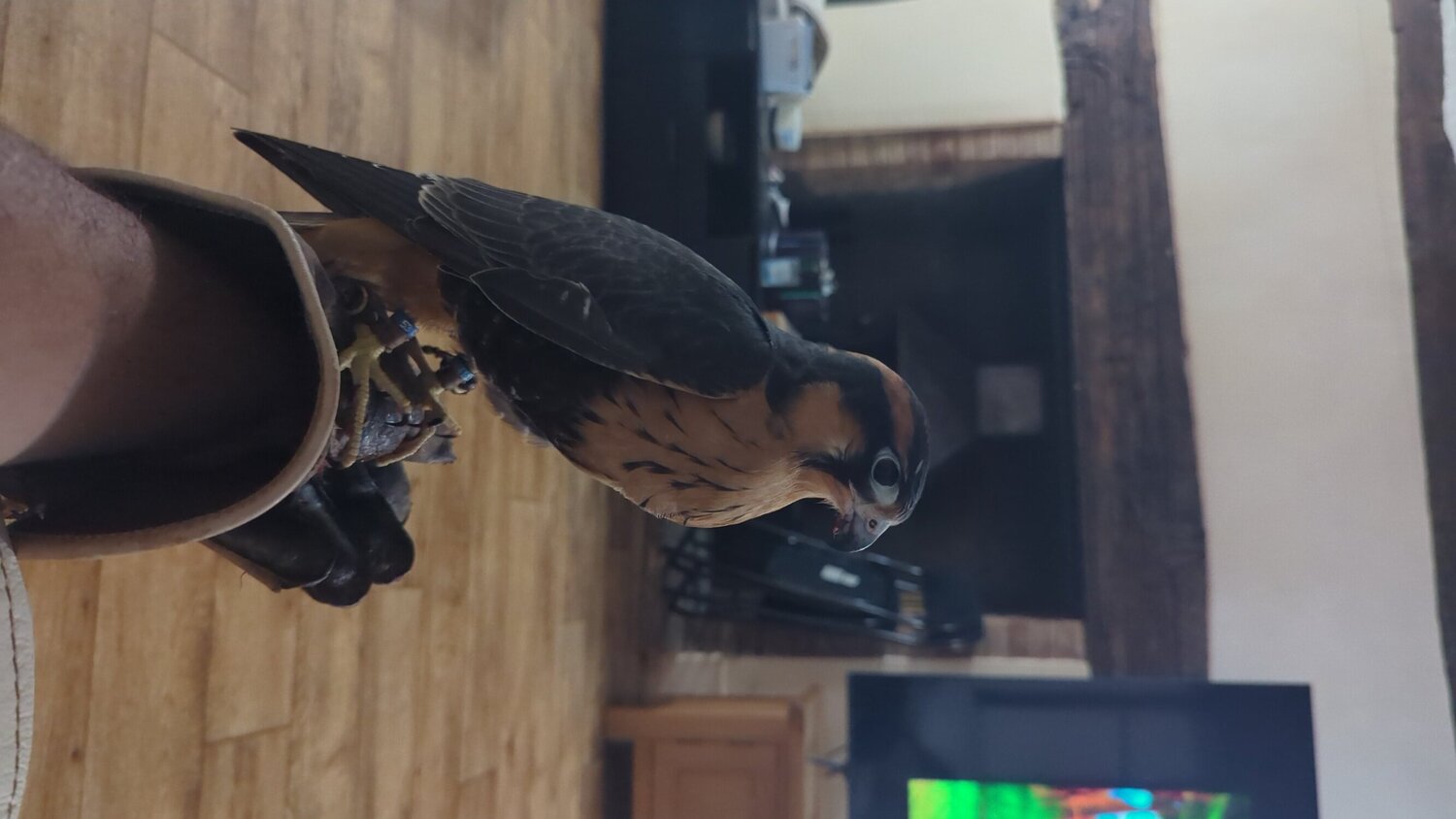 Female aplomado 2026 Hatch