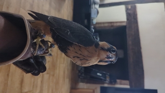 Female aplomado 2026 Hatch