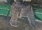2026 Male/Female Peregrine Falcons (PR)
