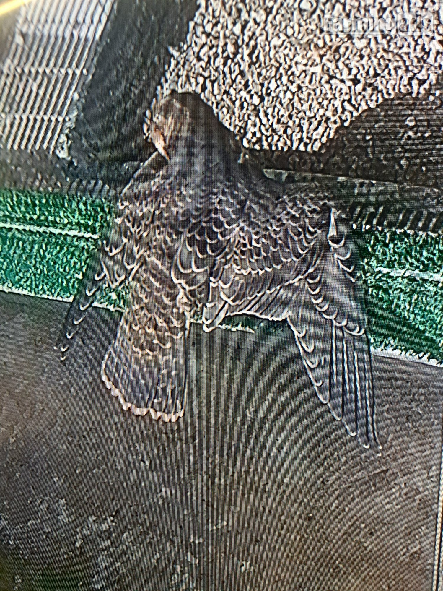 2026 Male/Female Peregrine Falcons (PR)