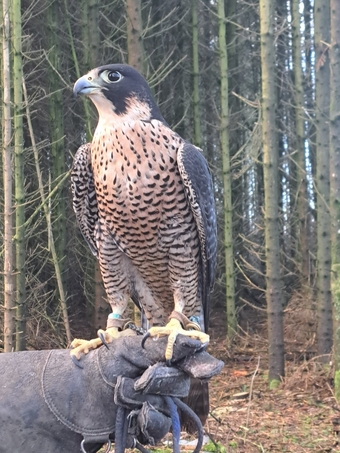 2026 Male/Female Peregrine Falcons (PR)