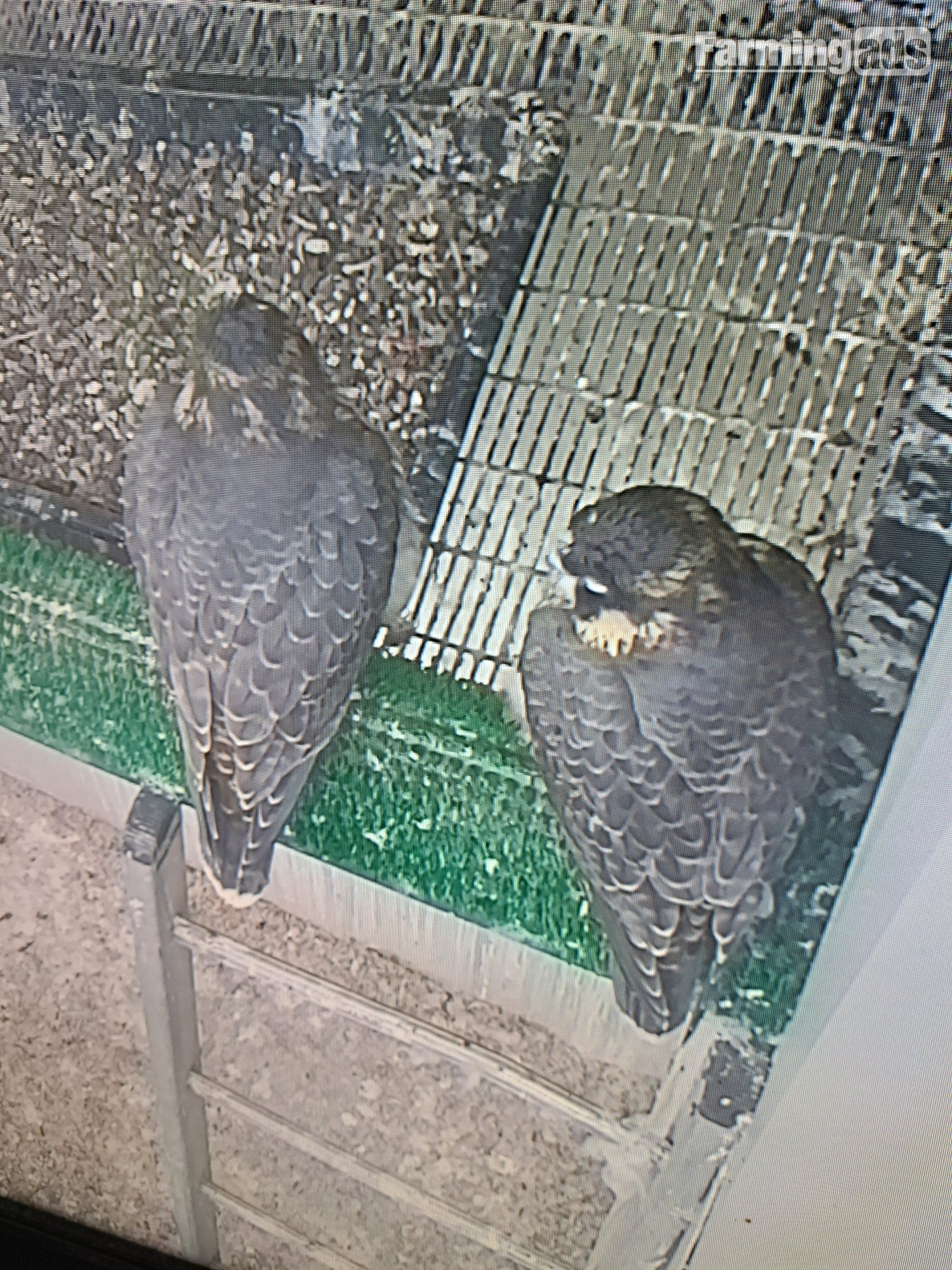 2026 Male/Female Peregrine Falcons (PR)