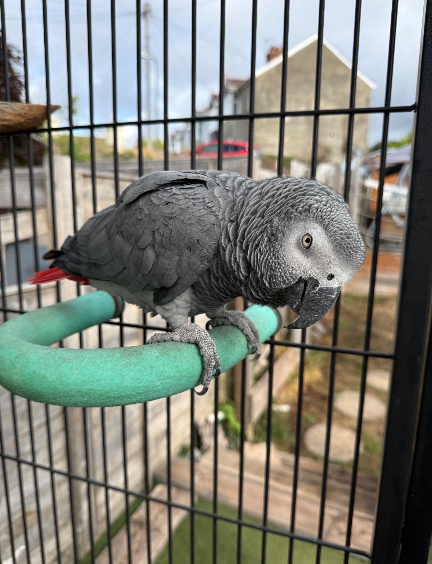 Female gray and cage  - {CATEGORY}