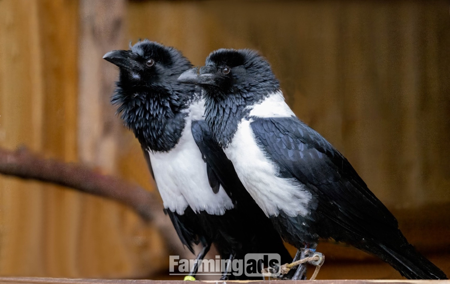 African pied crows 