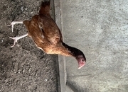 Aseel hens for sale 