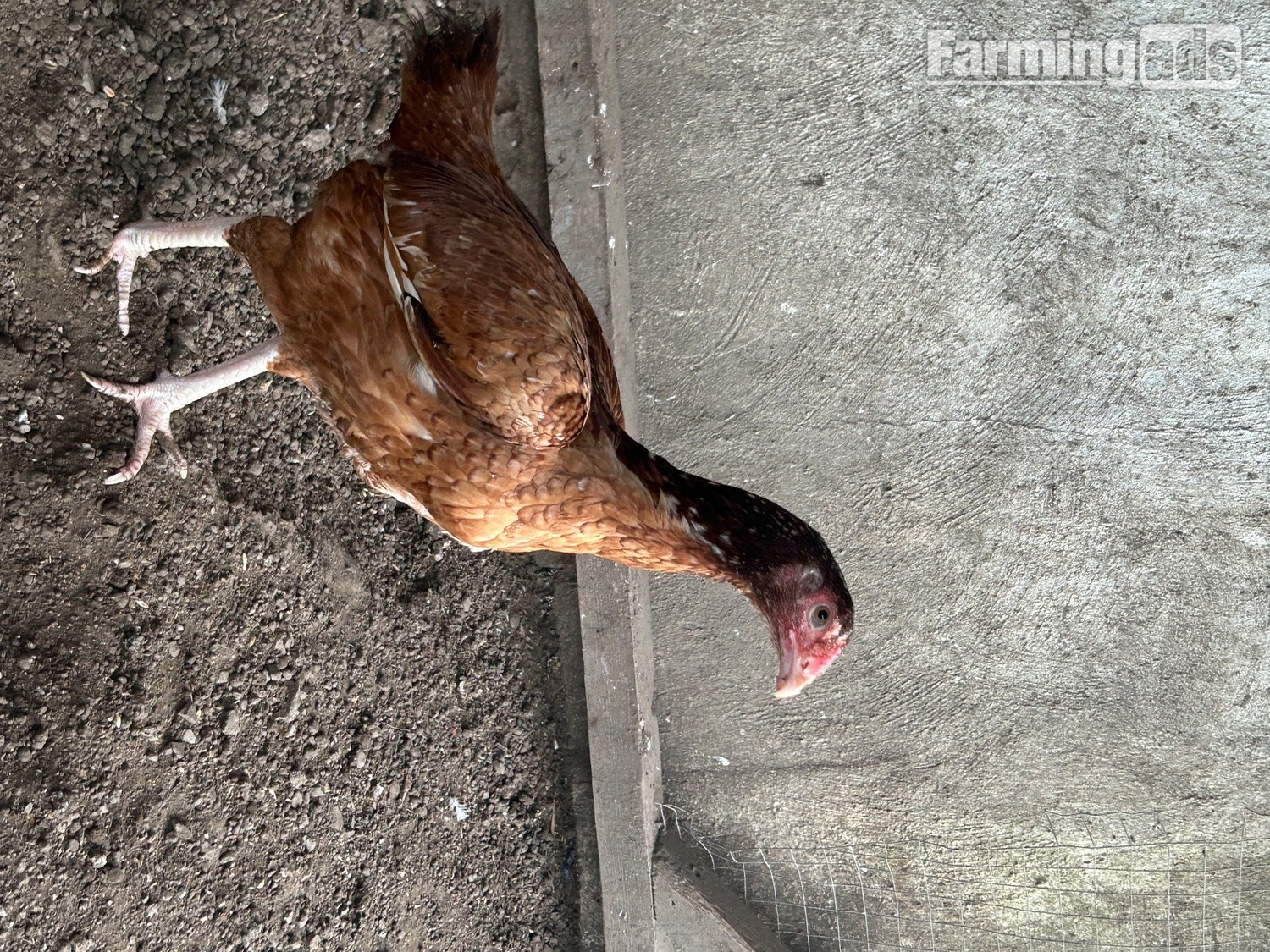 Aseel hens for sale 