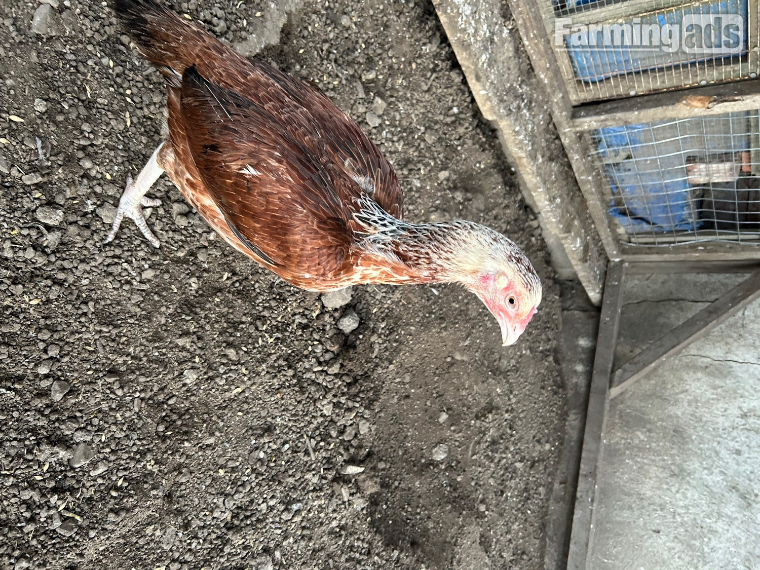 Aseel hens for sale 