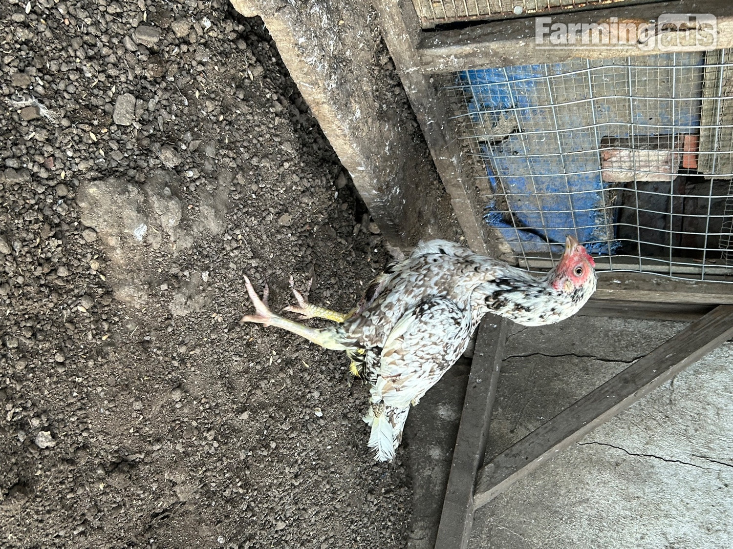  Aseel hens for sale 