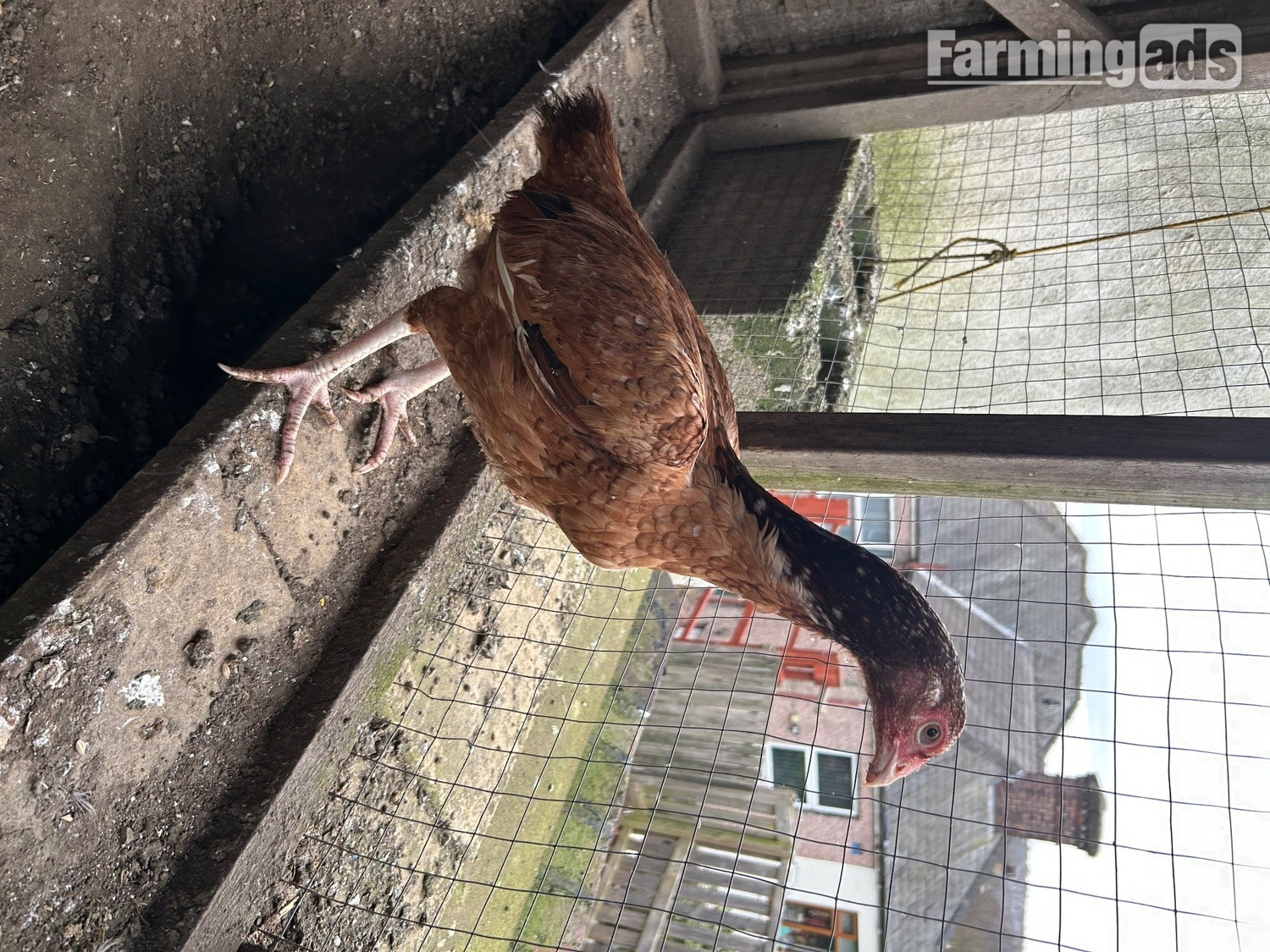 Aseel hens for sale  - {CATEGORY}