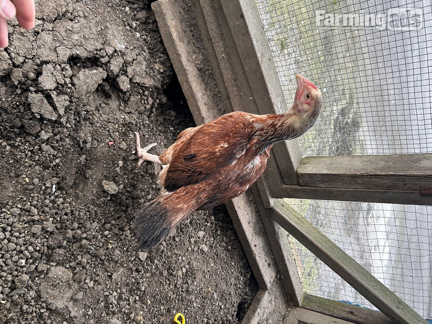Aseel hens for sale  - {CATEGORY}