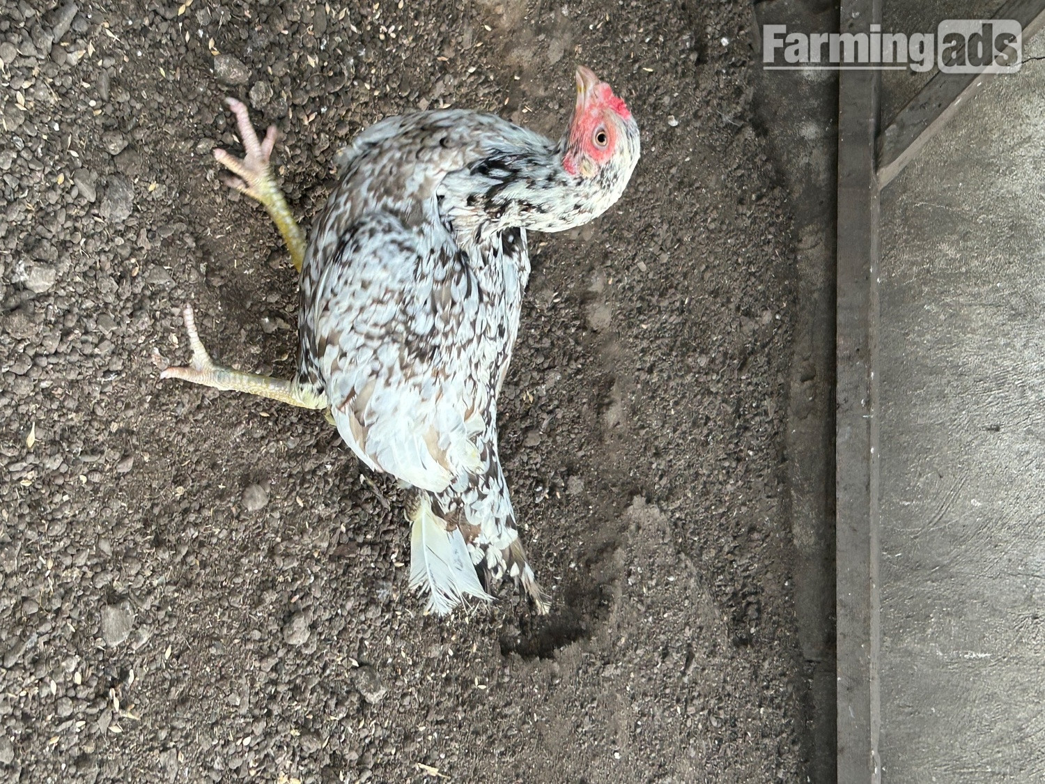 Aseel hens for sale  