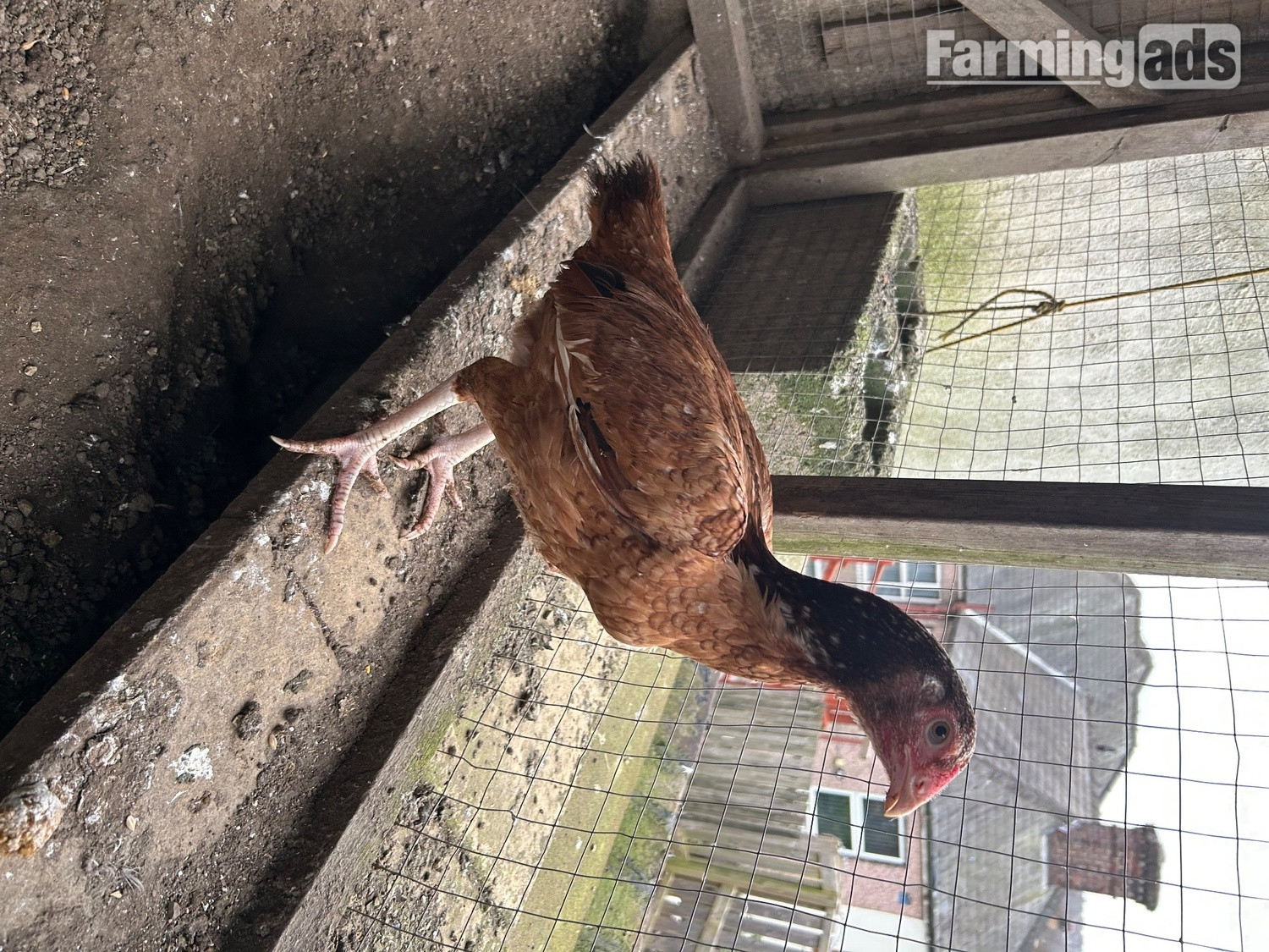 {CATEGORY} - Aseel hens for sale 