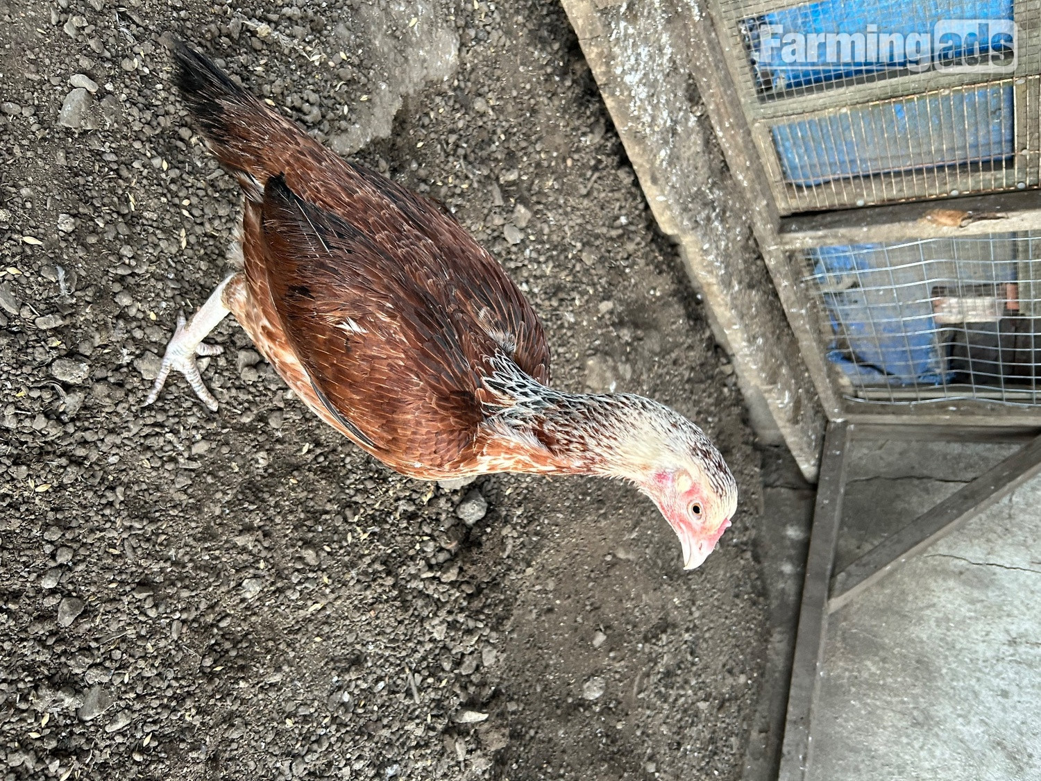 {CATEGORY} - Aseel hens for sale 