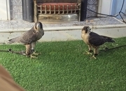 TIERCEL PEREGRIN FALCON