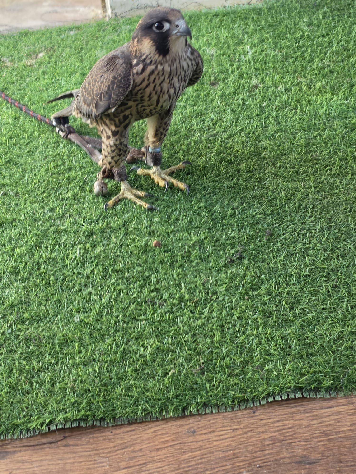 TIERCEL PEREGRIN FALCON
