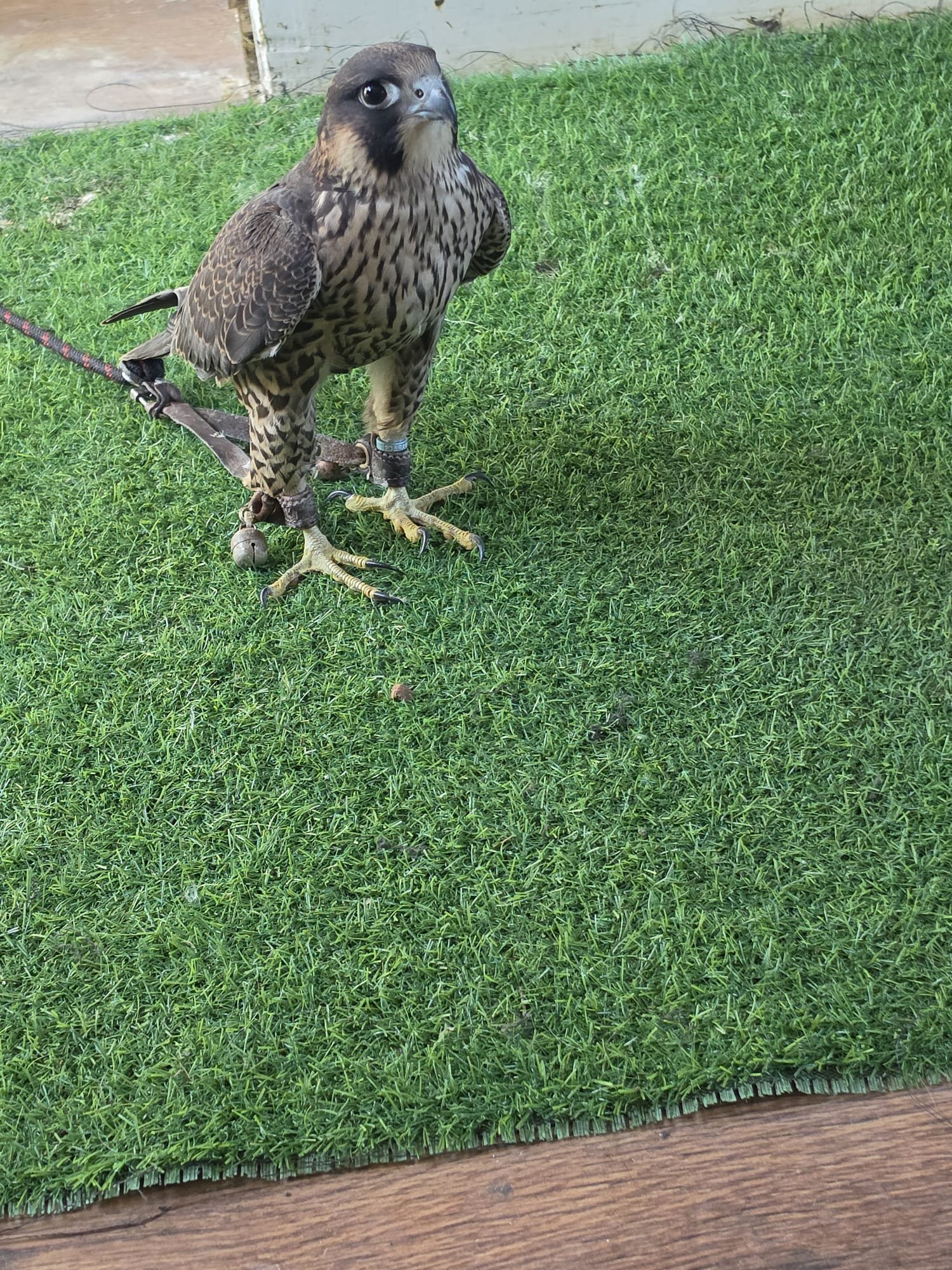  TIERCEL PEREGRIN FALCON