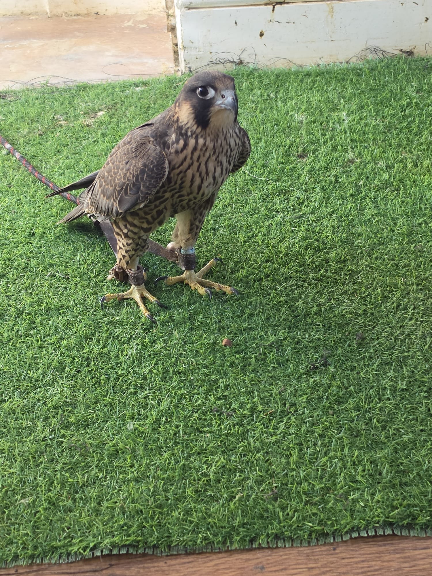 TIERCEL PEREGRIN FALCON - {CATEGORY}