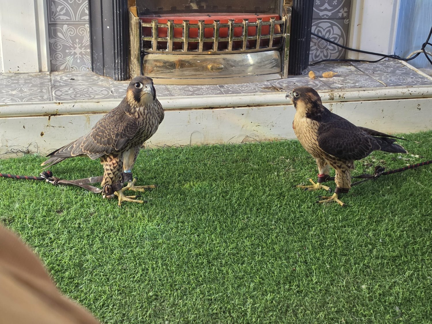 TIERCEL PEREGRIN FALCON - {CATEGORY}