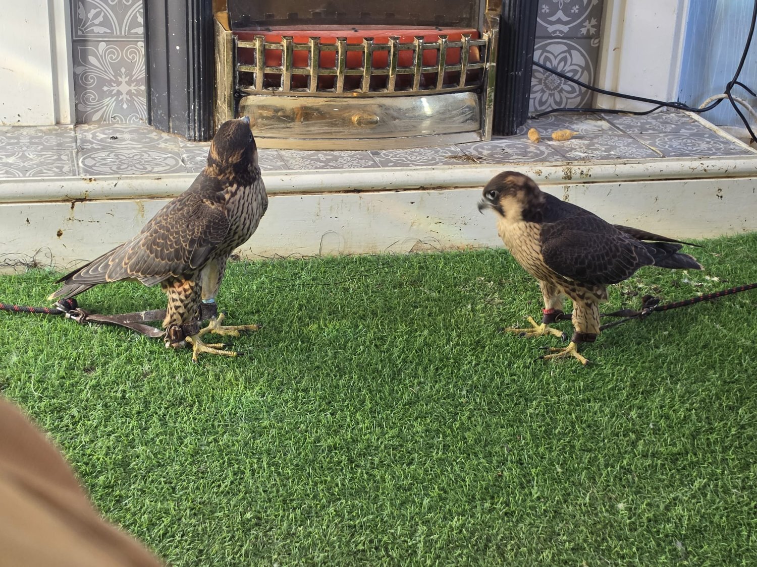 TIERCEL PEREGRIN FALCON 