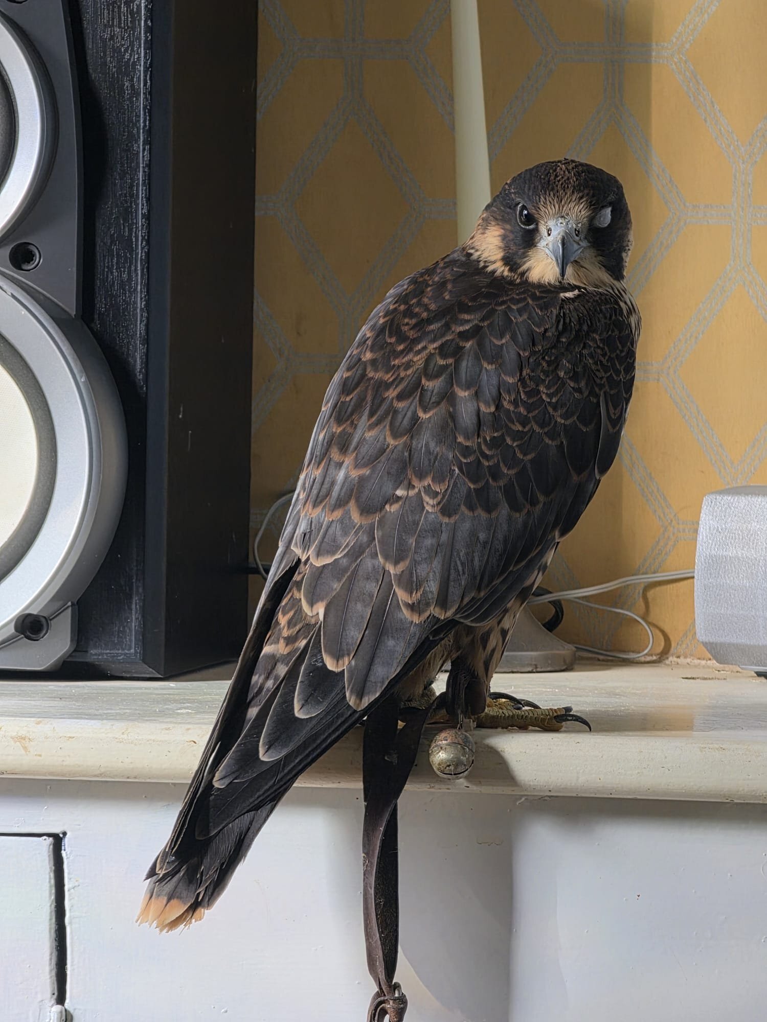 {CATEGORY} - TIERCEL PEREGRIN FALCON