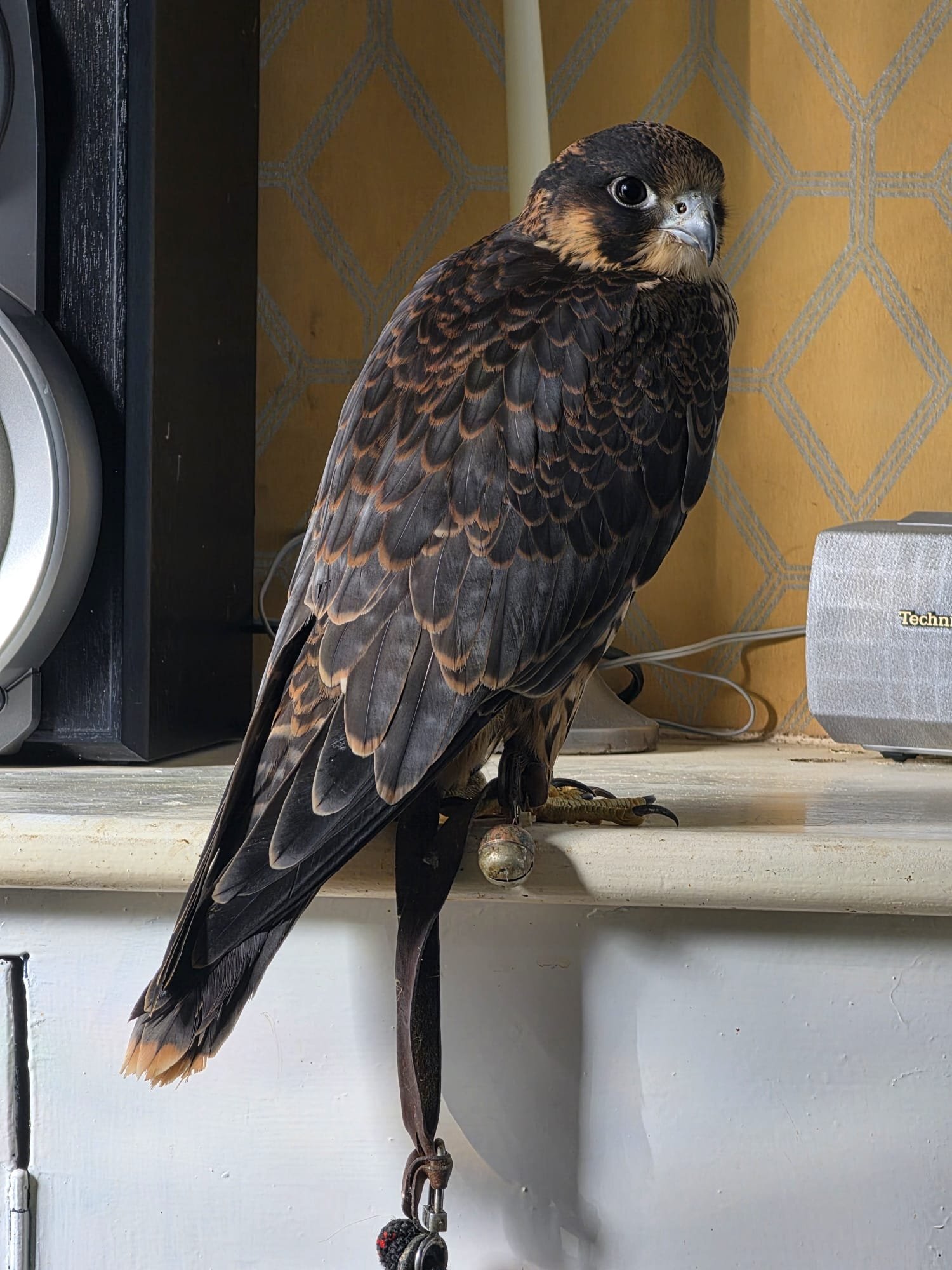 {CATEGORY} - TIERCEL PEREGRIN FALCON