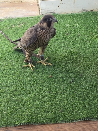 TIERCEL PEREGRIN FALCON