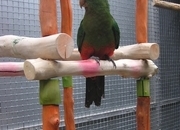 WANTED AUSTRALIAN KING PARROT MALE  YOUNGSTER AS COMPANY FOR MY FEMALE.