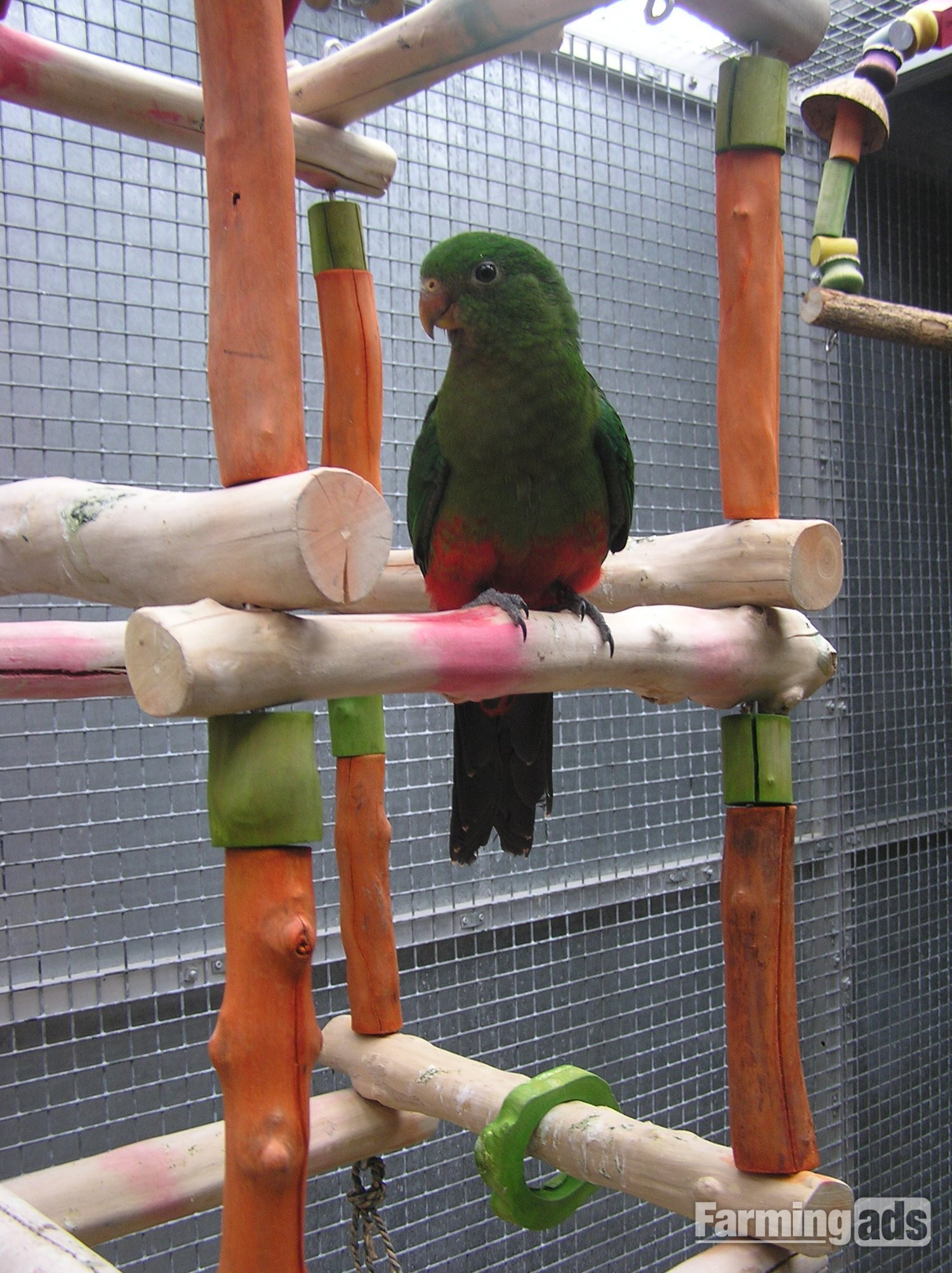 EXCHANGE AUSTRALIAN KING PARROT YOUNGESTER MALE  