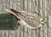 Male Gyr x Saker 13weeks old