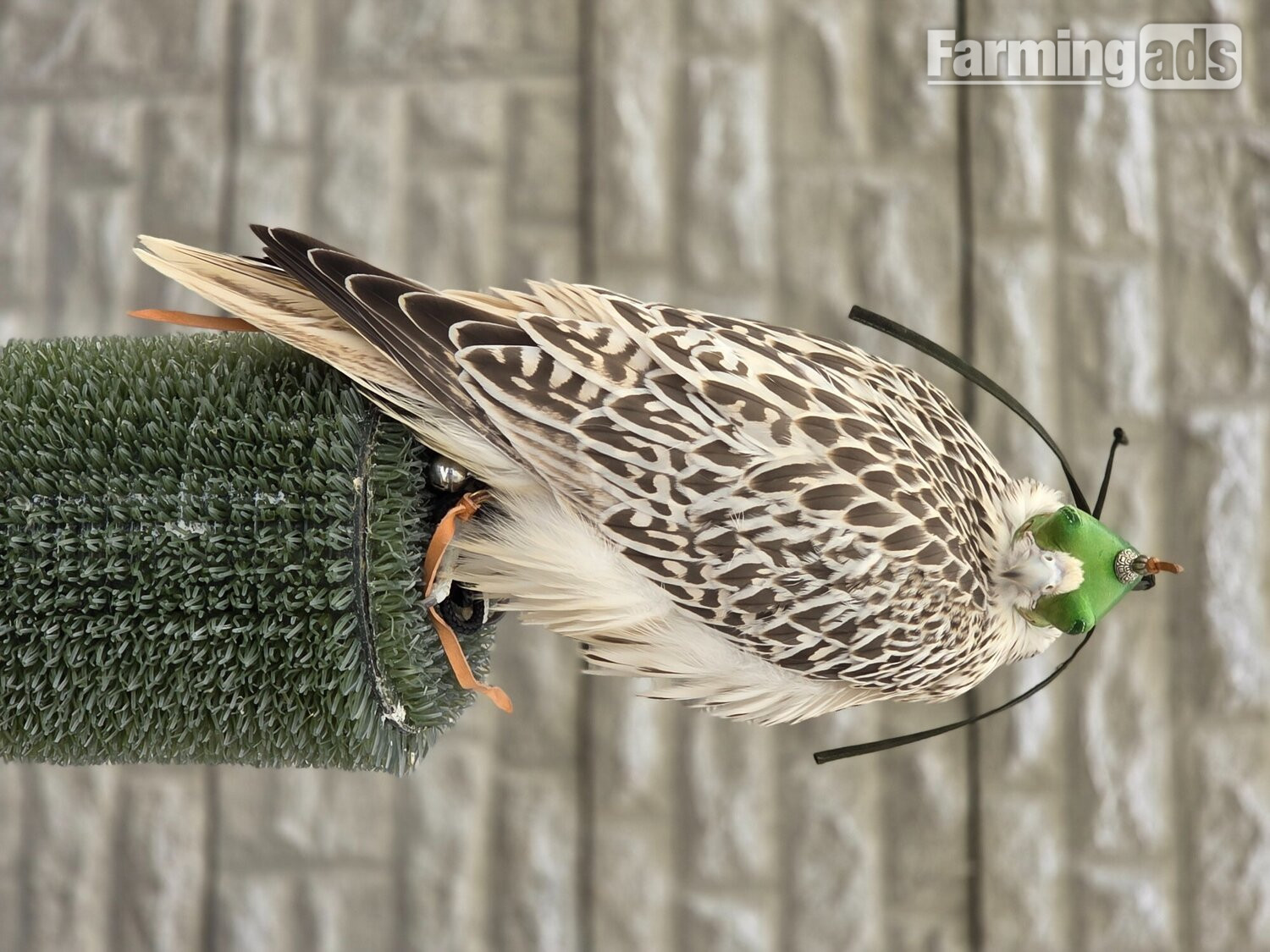 Male Gyr x Saker 13weeks old
