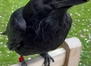 Ravens For Sale