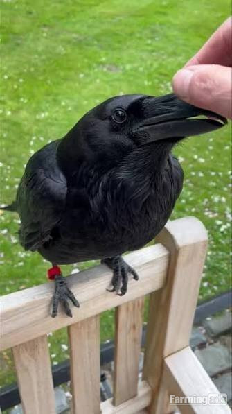 Ravens For Sale