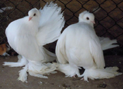 Pigions sybirians white  