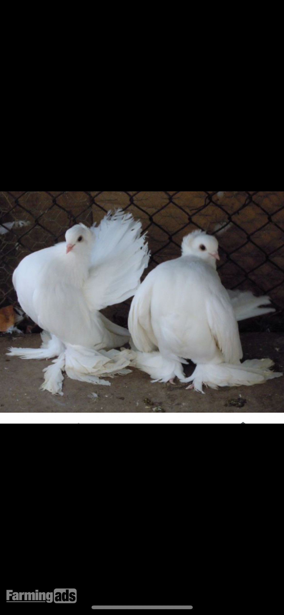 Pigions sybirians white  