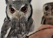 White face and indian scops owls both male. 